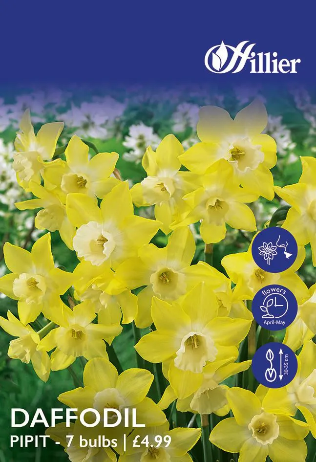 Daffodil Bulbs Pipit