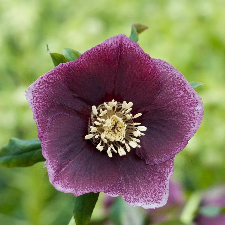 Helleborus × hybridus Harvington dusky