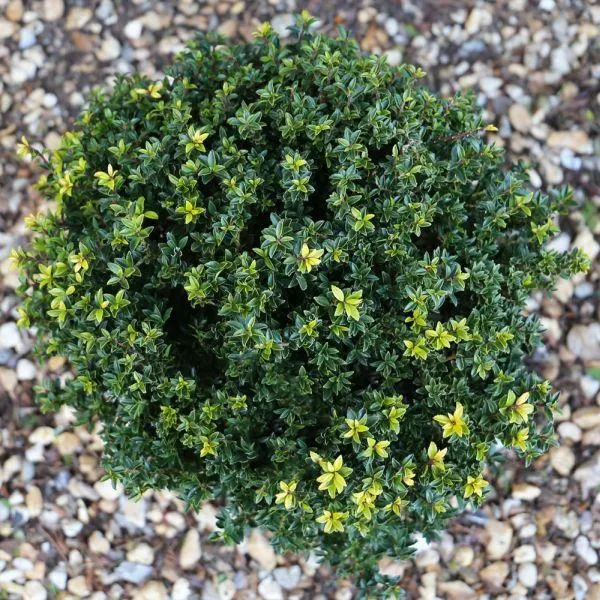 Ilex crenata Glory Gem 10 Litre
