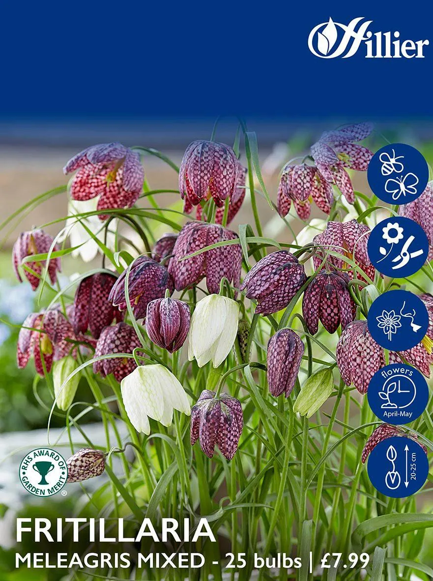 Fritillaria Bulbs Meleagris Mixed