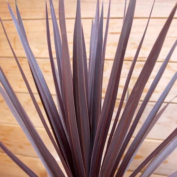 Cordyline Red Star 6 Litre