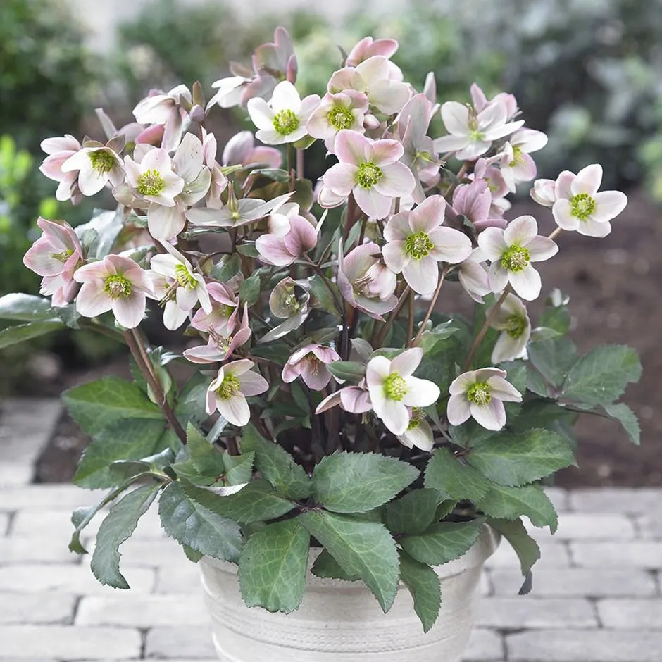 Helleborus × ericsmithii 'Pink Beauty' (PBR)