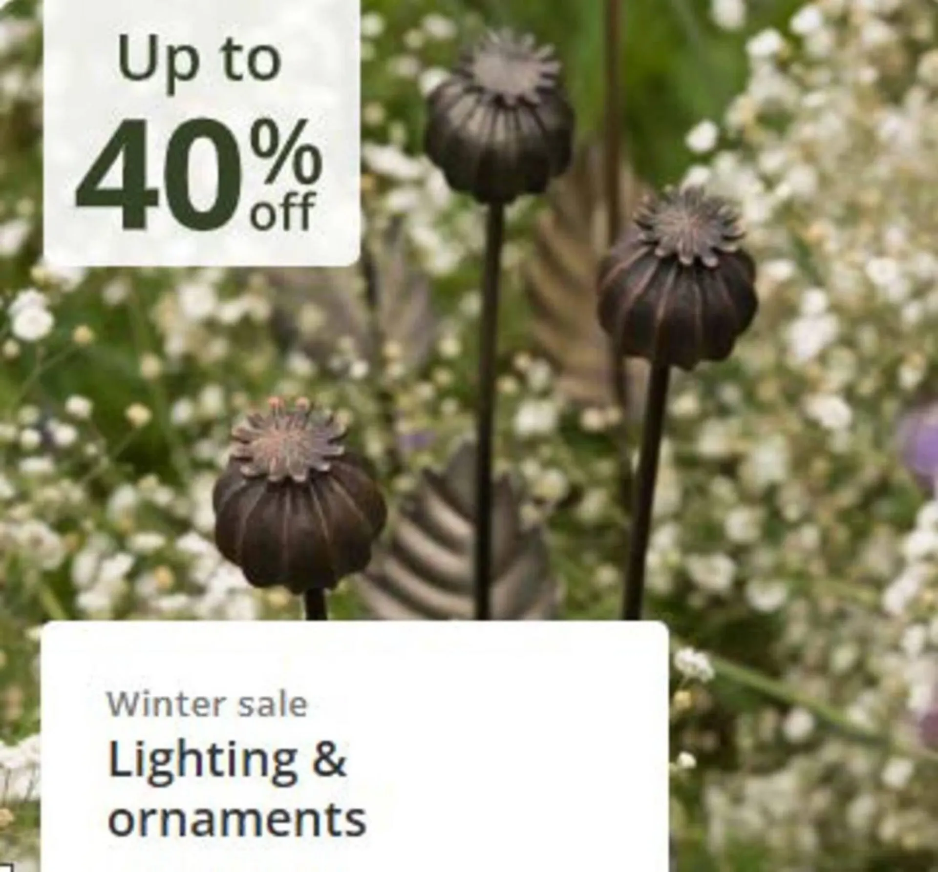 Crocus leaflet from 16 January to 12 February 2026 - Catalogue Page 5