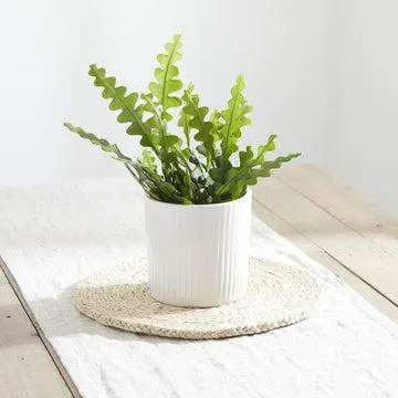 Fishbone Cactus plant in white ribbed pot