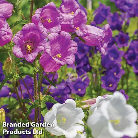Campanula medium 'Cup and Saucer' Mix - Easy Grow Seed Range