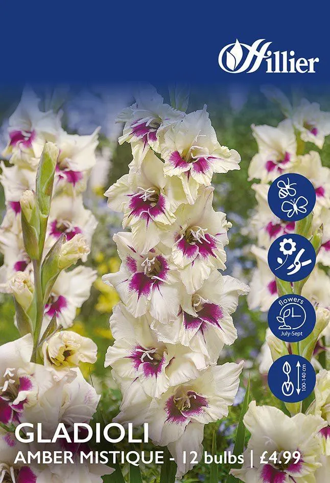 Gladioli Amber Mistique Bulbs