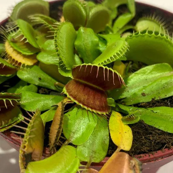 Venus Fly Trap 12cm
