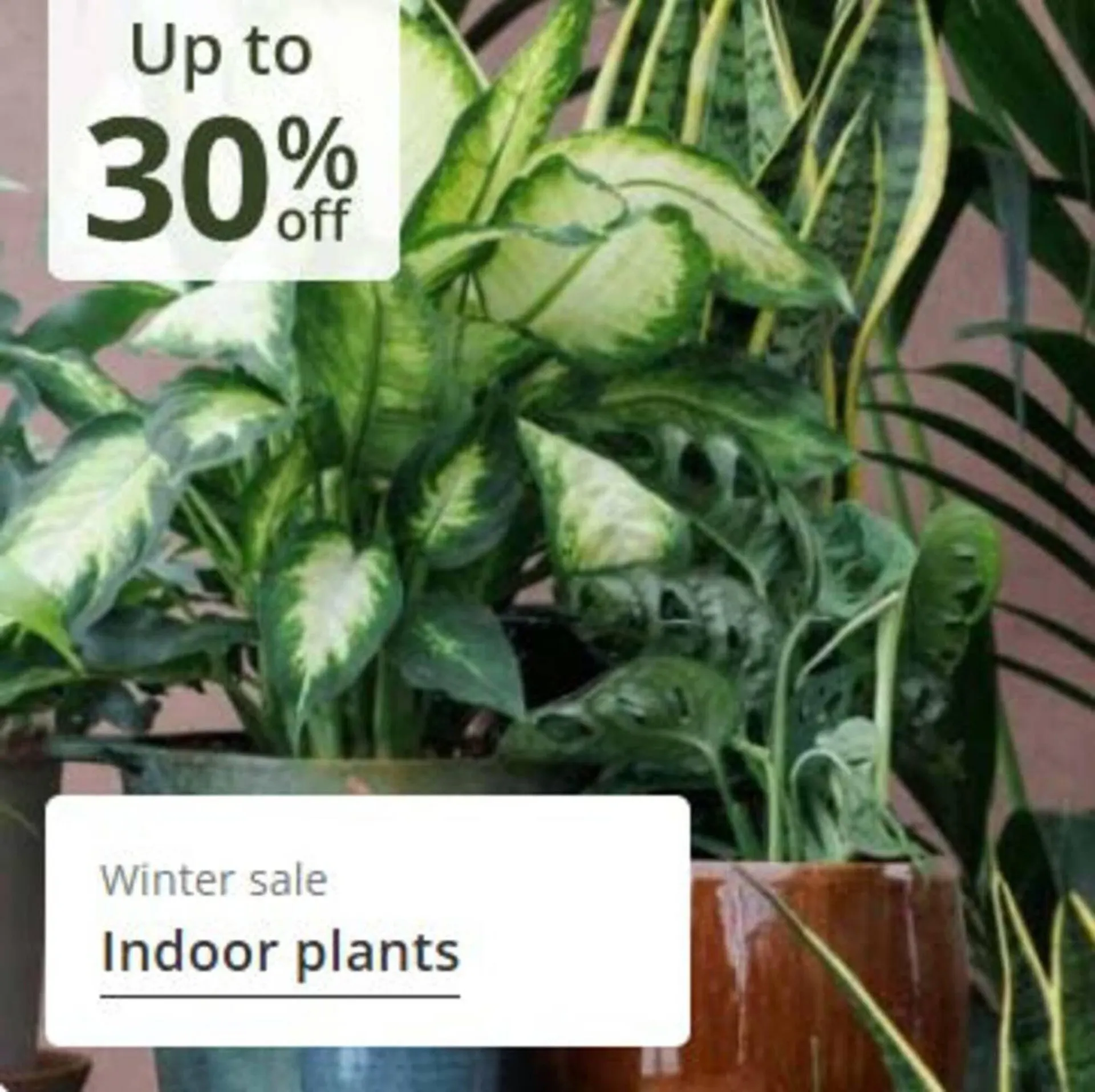 Crocus leaflet from 24 December to 8 January 2026 - Catalogue Page 12