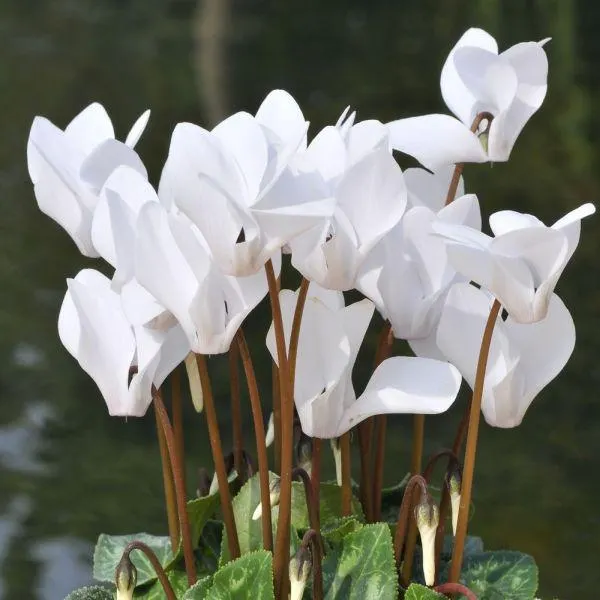 Cyclamen White 1.5 Litre