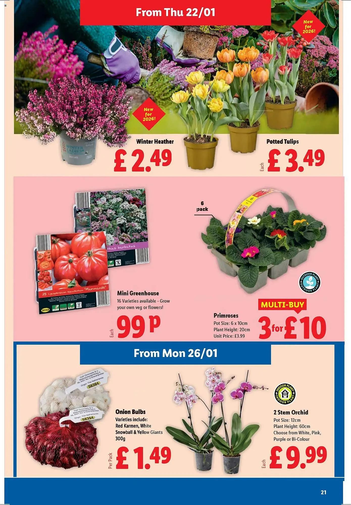 Lidl leaflet from 22 January to 29 January 2026 - Catalogue Page 21