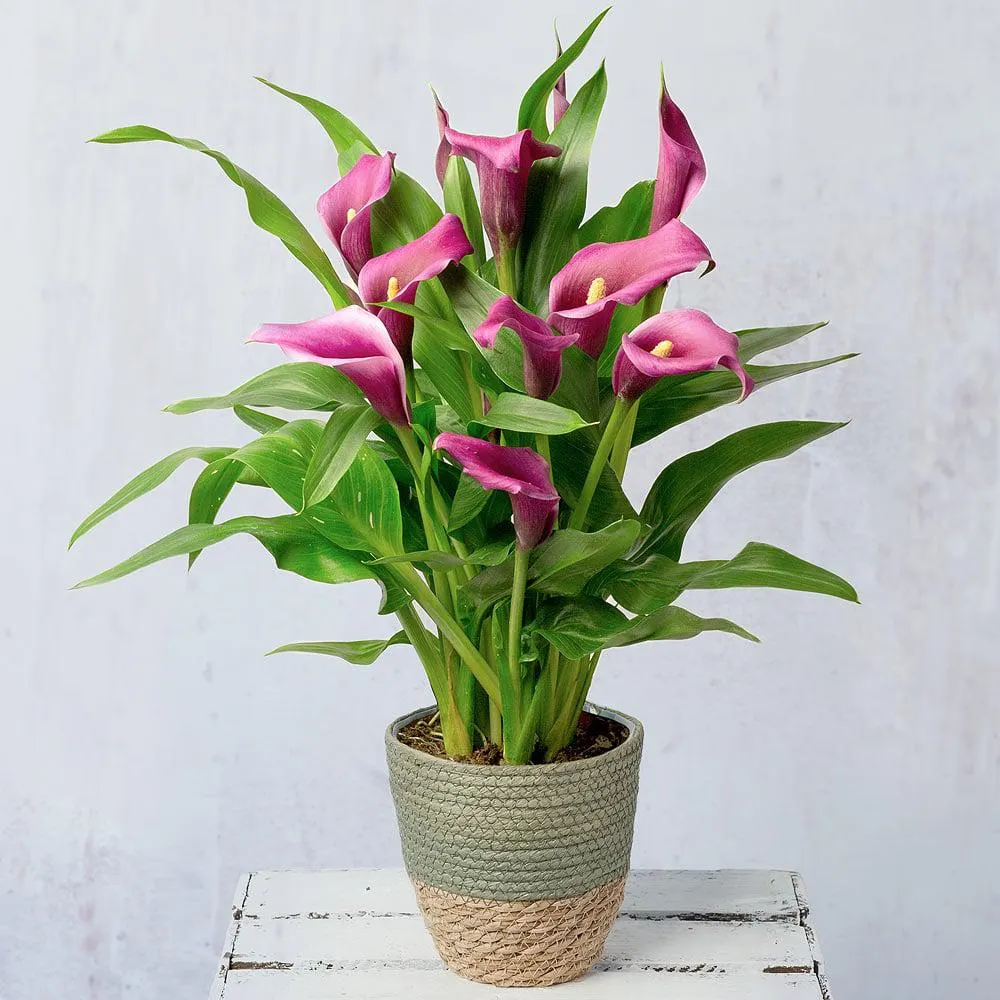 Purple Calla Lily Plant