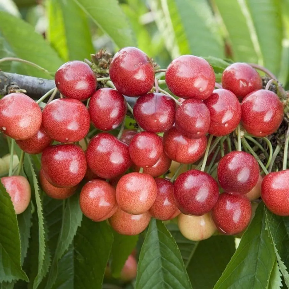 cherry 'Sweetheart'