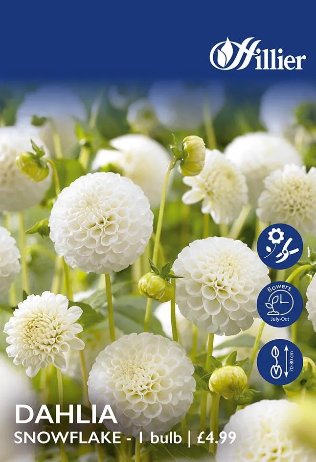 Dahlia Snowflake Tubers