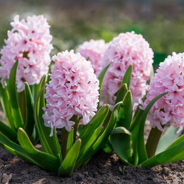 Hyacinth Pink 1 Litre