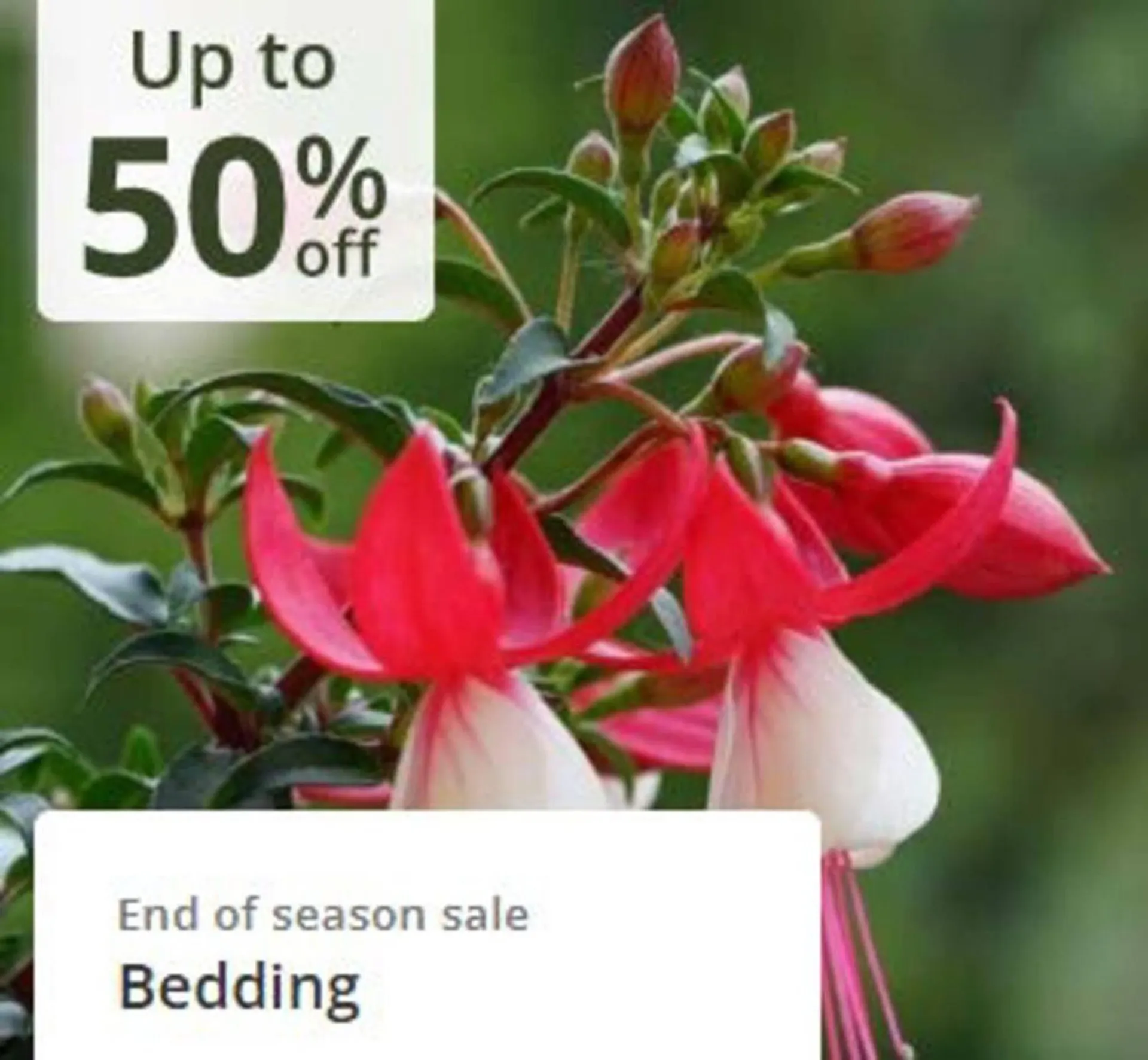 Crocus leaflet from 21 October to 8 November 2025 - Catalogue Page 4