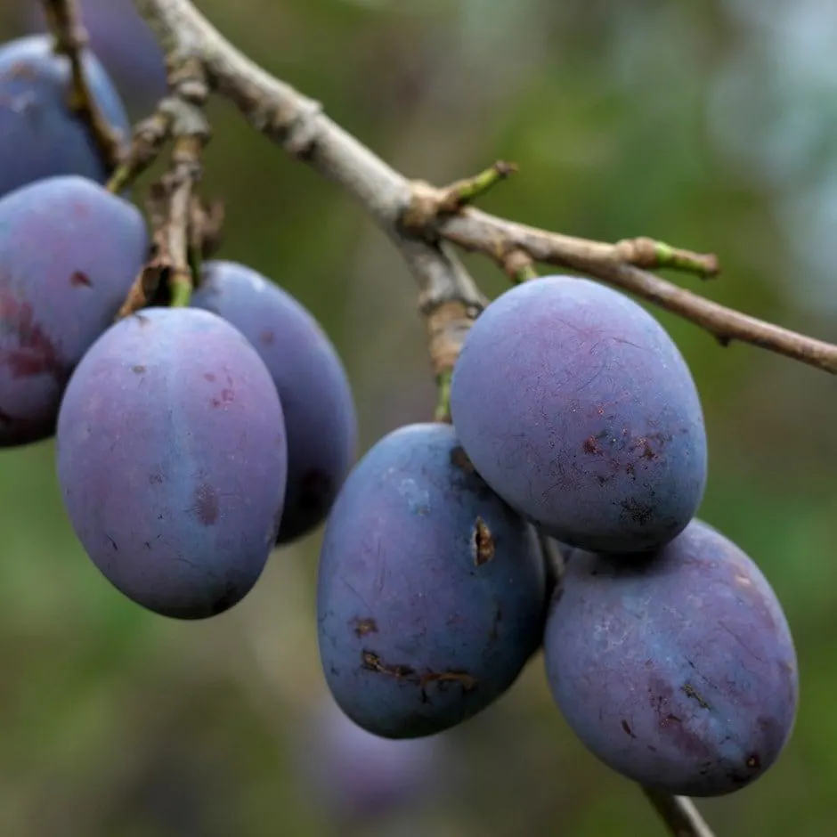 damson 'Prune Damson'