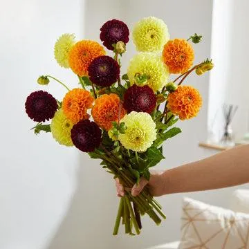 Mixed Dahlia