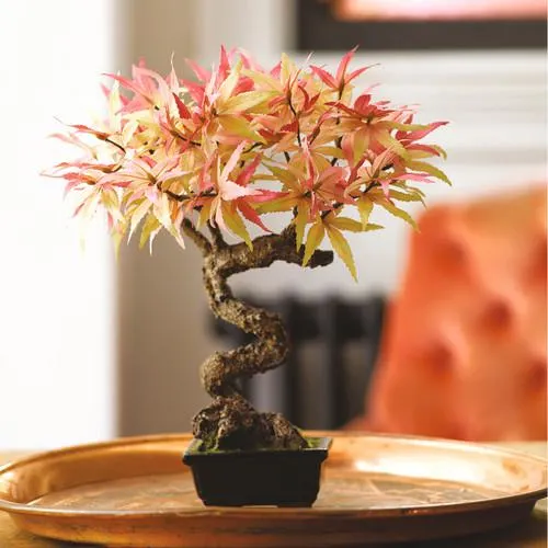 Maple Bonsai