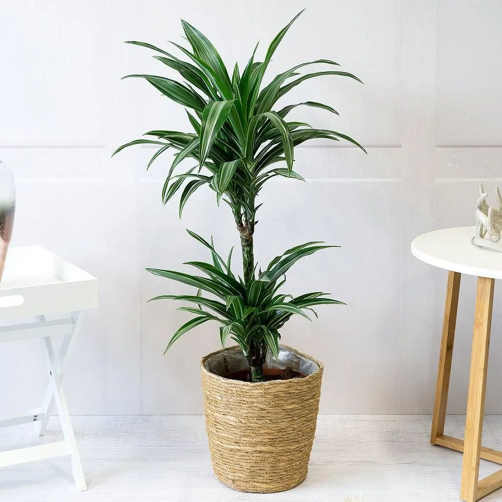 Dracaena Plant