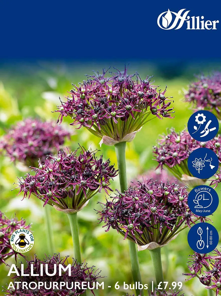 Allium Bulbs Atropurpureum