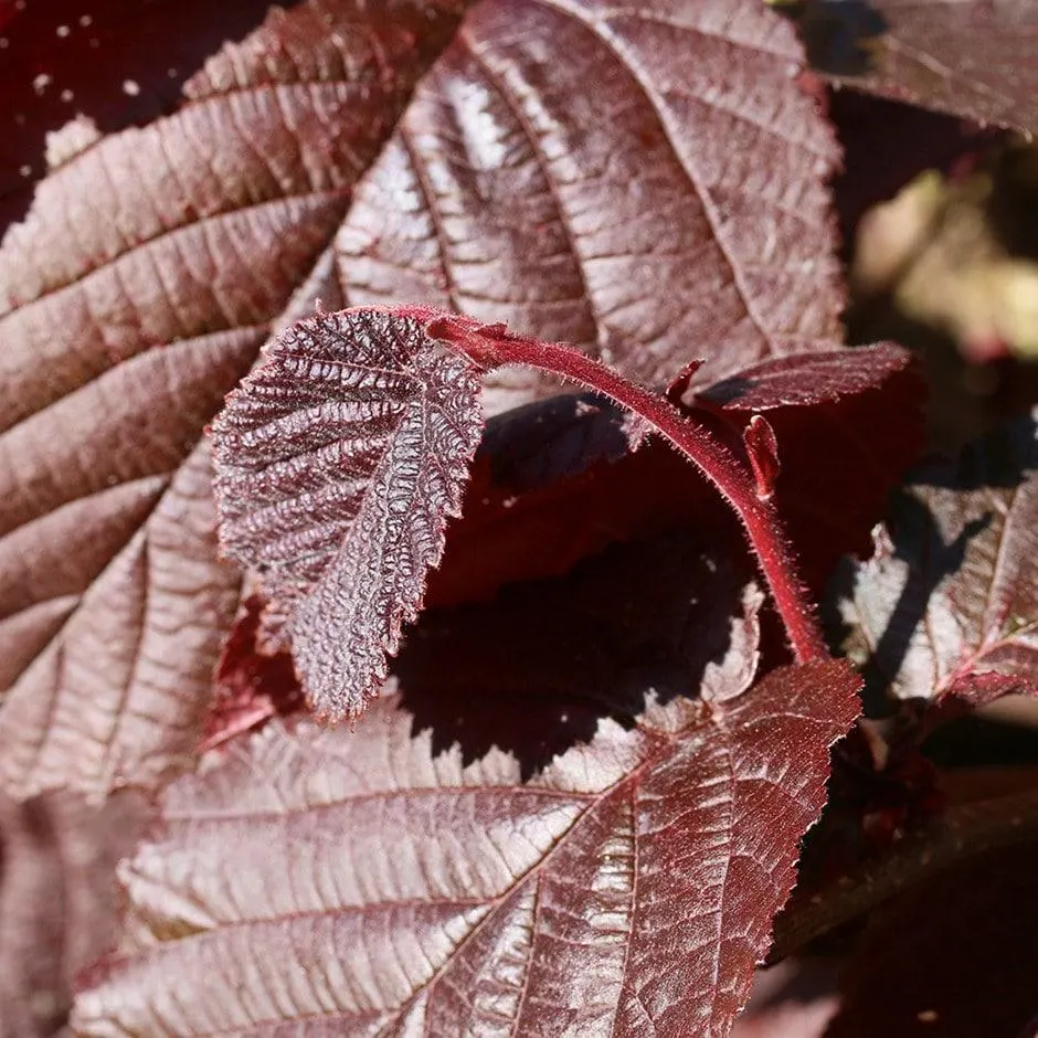 hazelnut 'Purple Filbert'