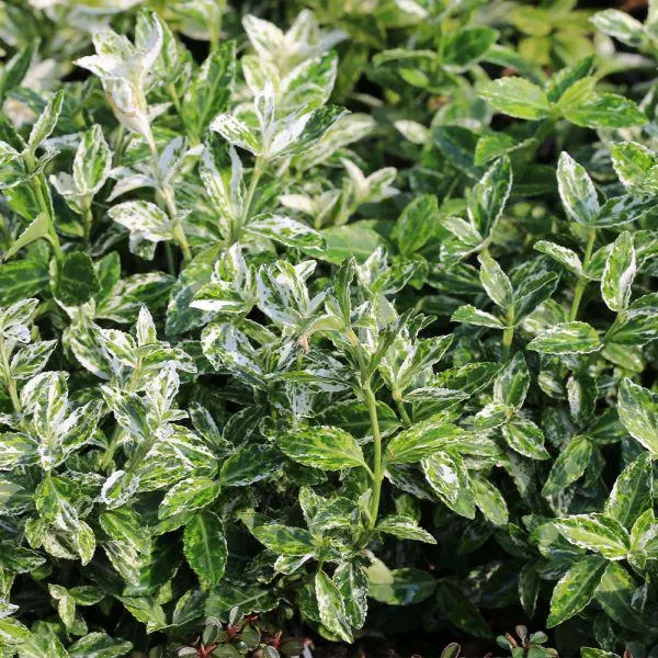 Euonymus fortunei 'Harlequin' 4.5 Litre