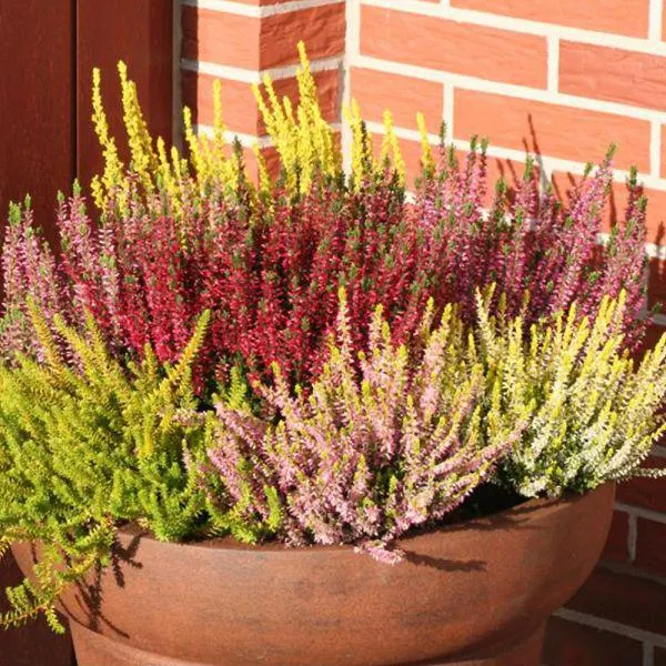 Heathers in Variety 1 Litre