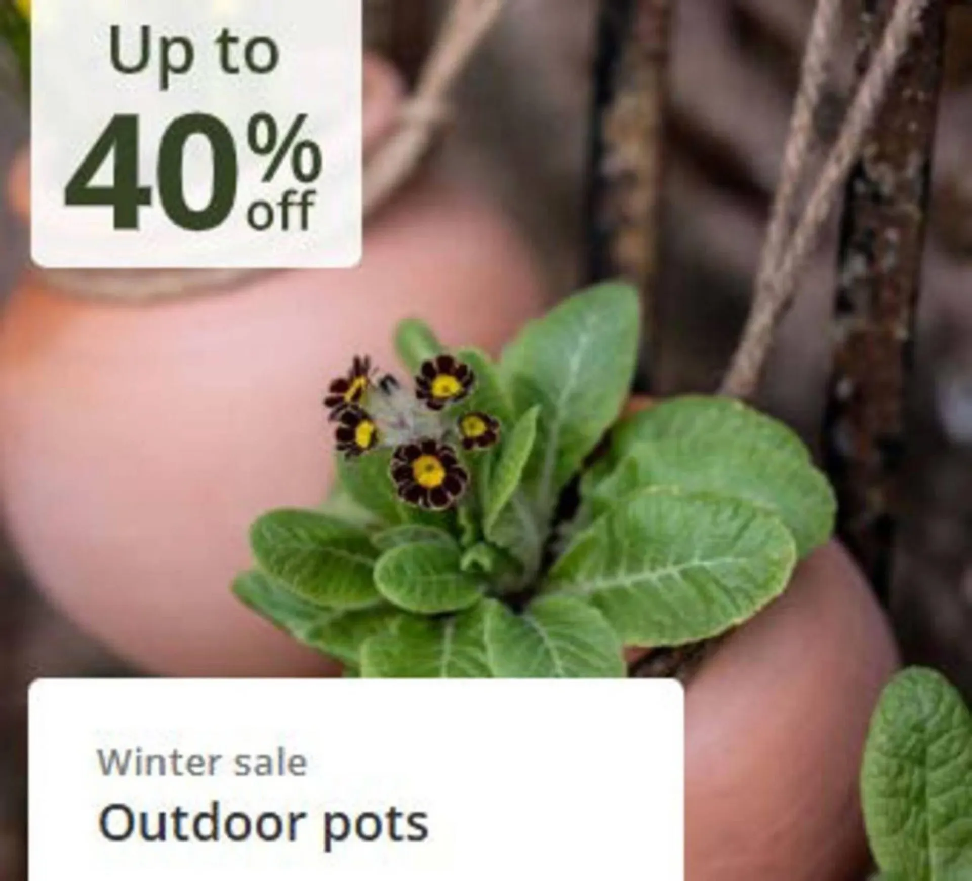 Crocus leaflet from 16 January to 12 February 2026 - Catalogue Page 4