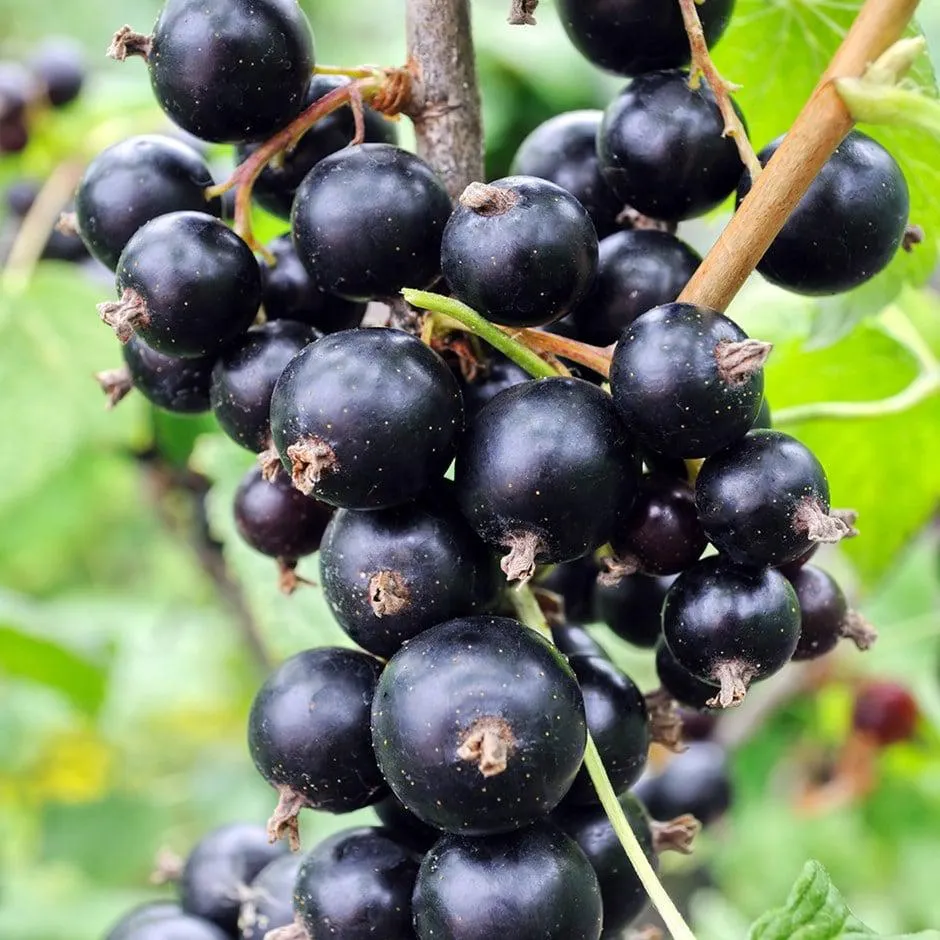 blackcurrant 'Ben Sarek'