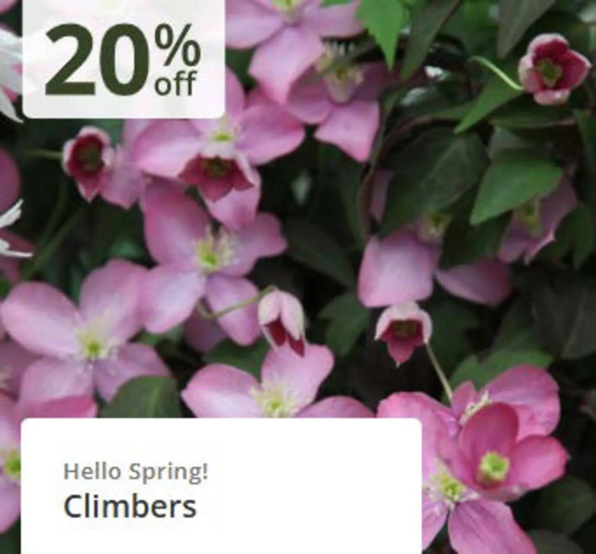 Crocus leaflet from 3 April to 20 April 2026 - Catalogue Page 3