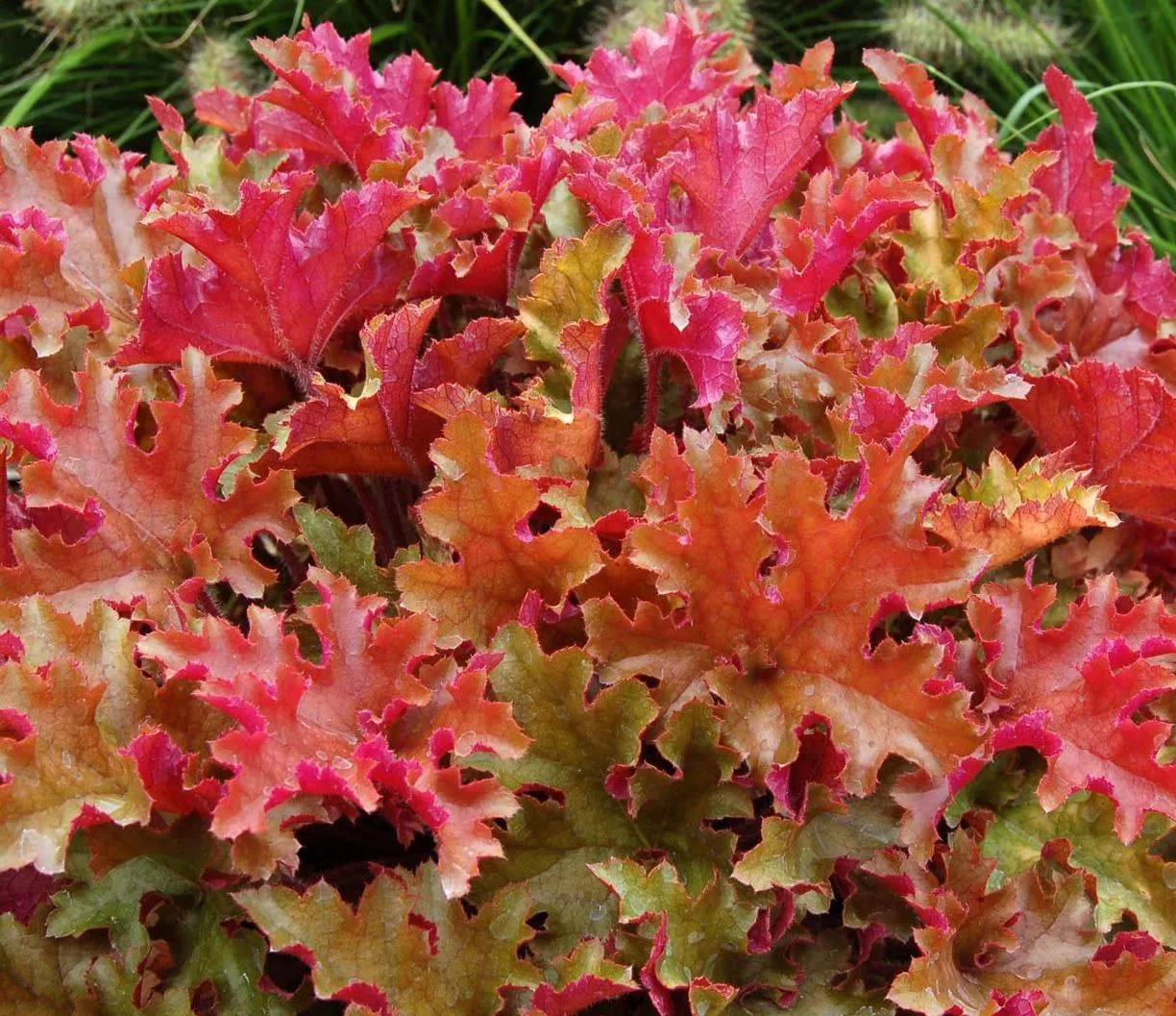 Heuchera ‘Marmalade’ 2L
