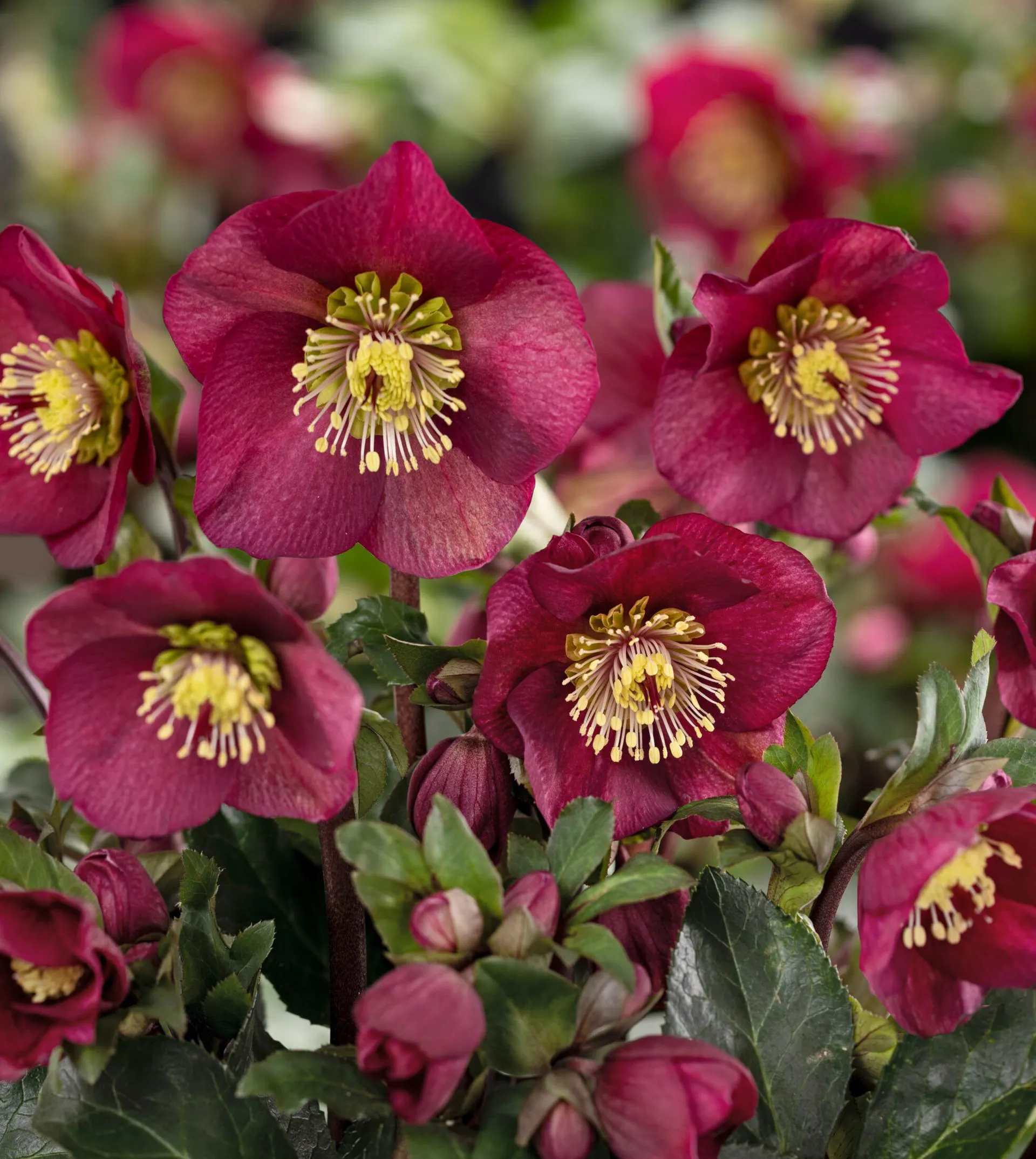 Helleborus Ice N Roses ‘Benotta’ 3L