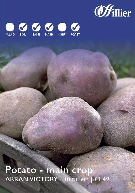 Arran Victory Seed Potatoes