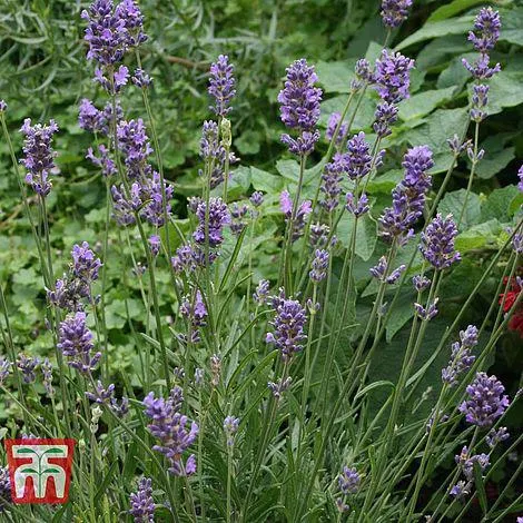 Lavender 'Munstead' - Plug Plants