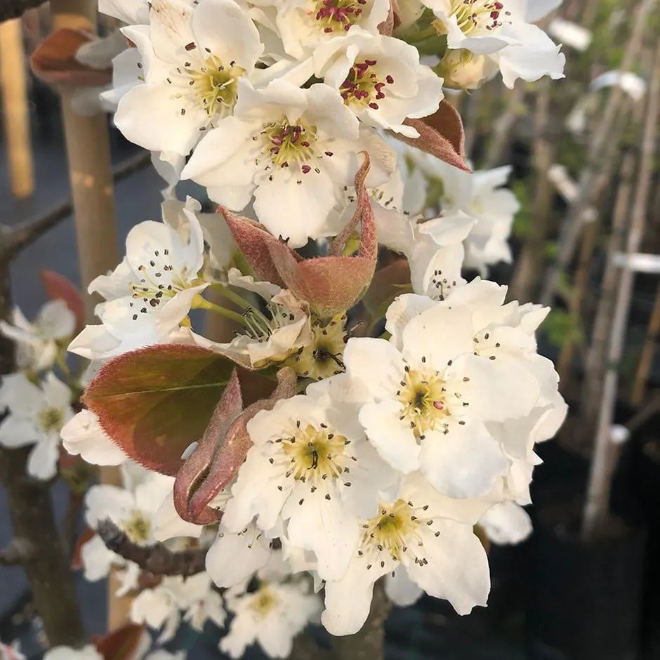 Asian pear 'Nijisseiki'