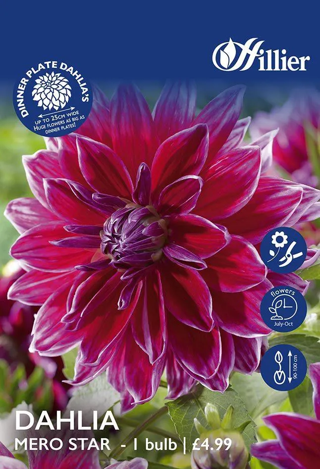 Dahlia Mero Star Tubers