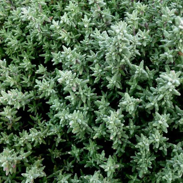 Thyme 1 Litre