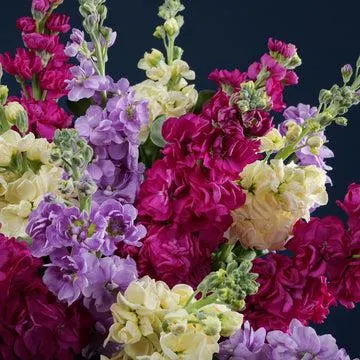 Mixed Scented Stocks