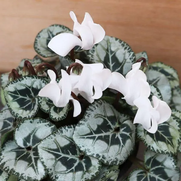 Cyclamen Silverleaf - White 10.5cm