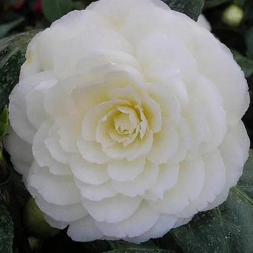 50th Golden Wedding Anniversary Gift, Camellia Golden Anniversary