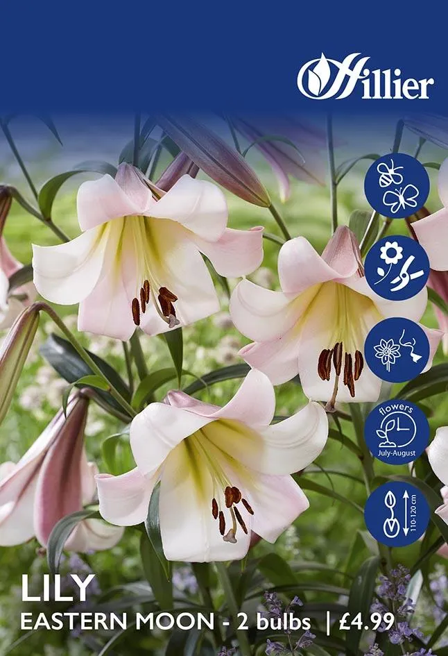 Lily Eastern Moon Bulbs