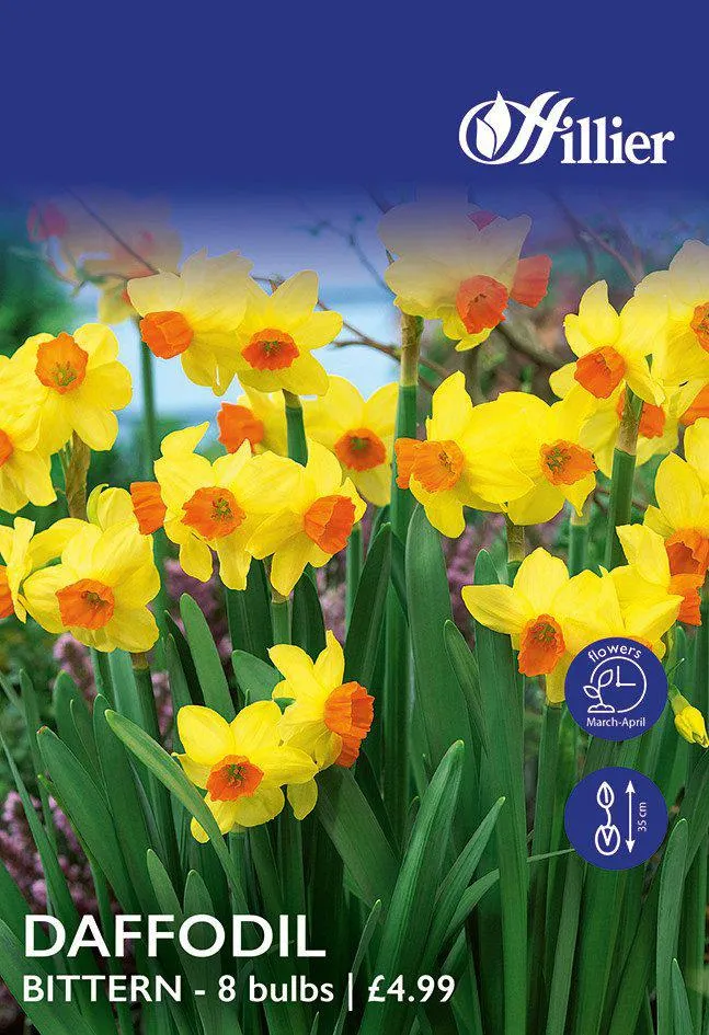 Daffodil Bulbs Bittern