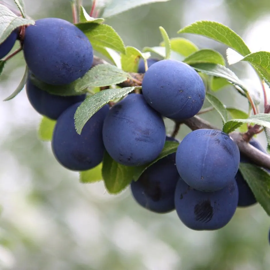 damson 'Farleigh Damson'