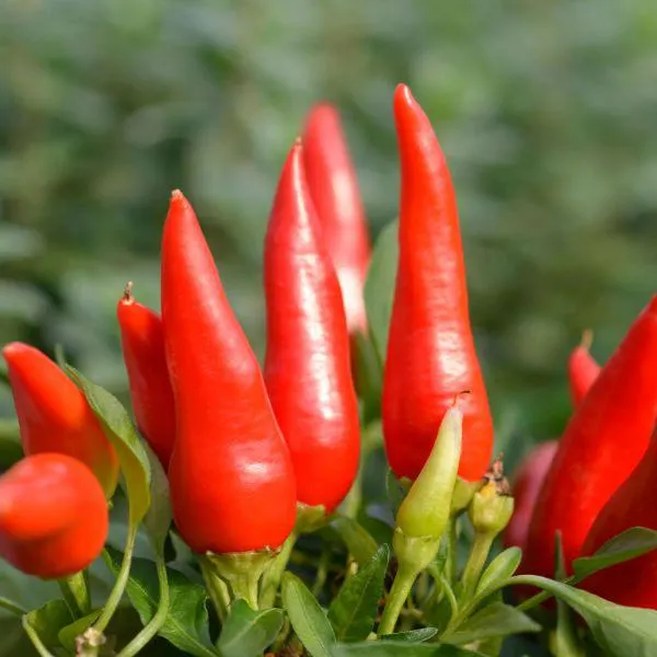 Capsicum 'The Joker' 10.5cm