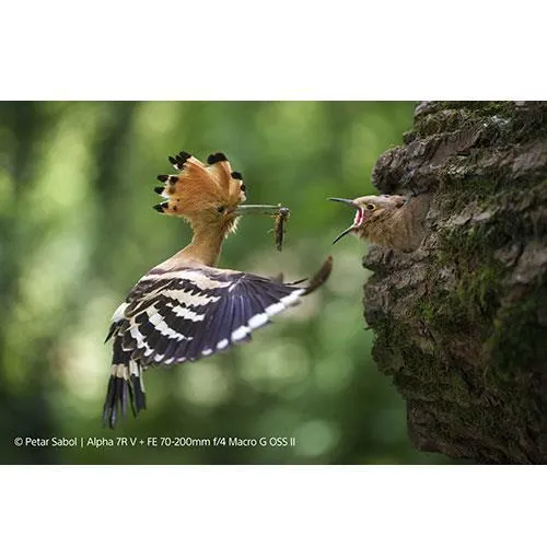 Sony FE 70-200mm F4 Macro G OSS II lens