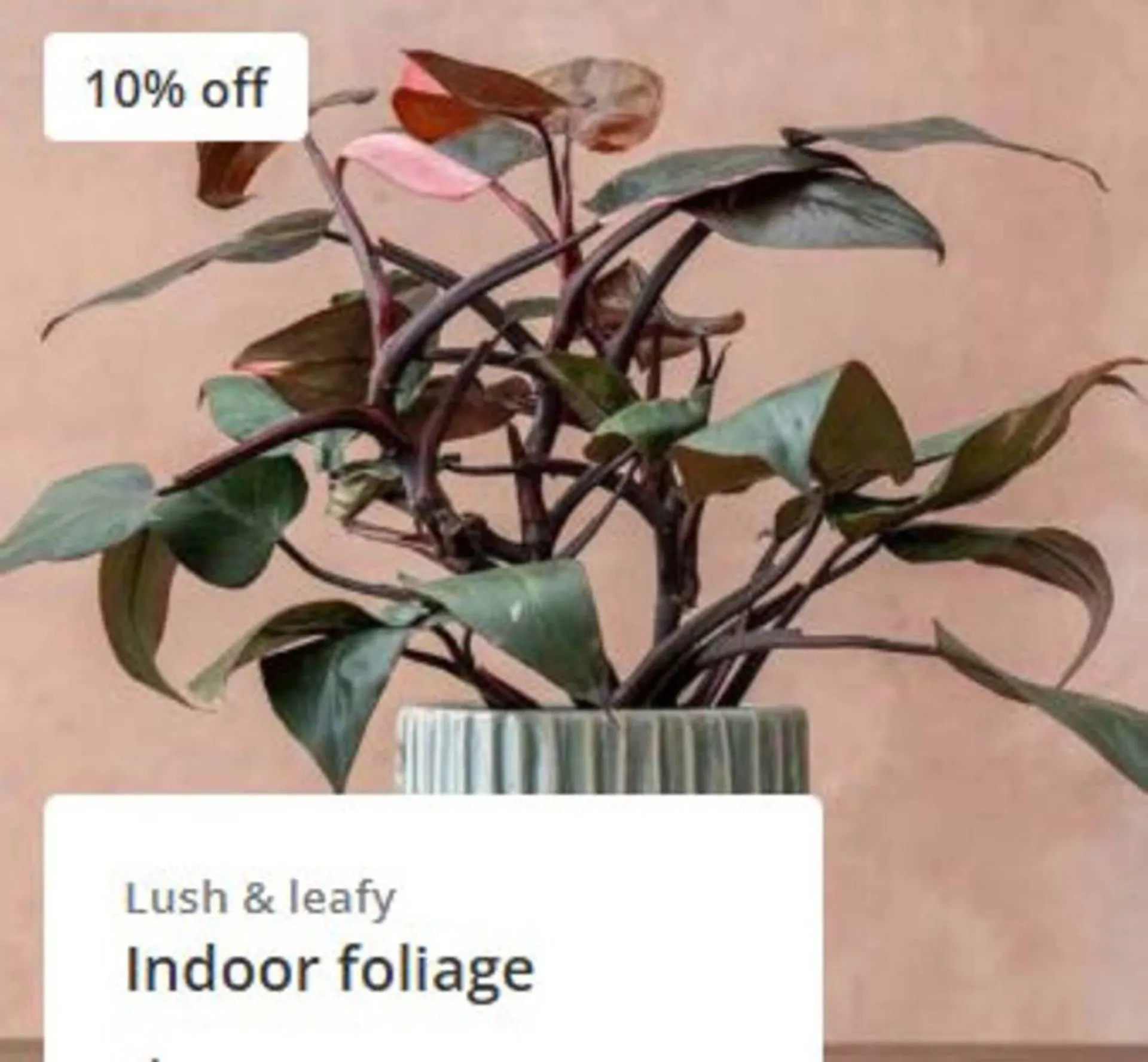 Crocus leaflet from 19 November to 7 December 2025 - Catalogue Page 3