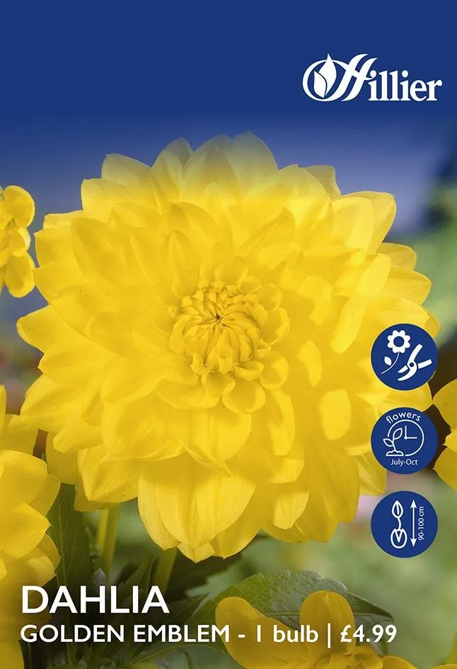 Dahlia Golden Emblem Tubers