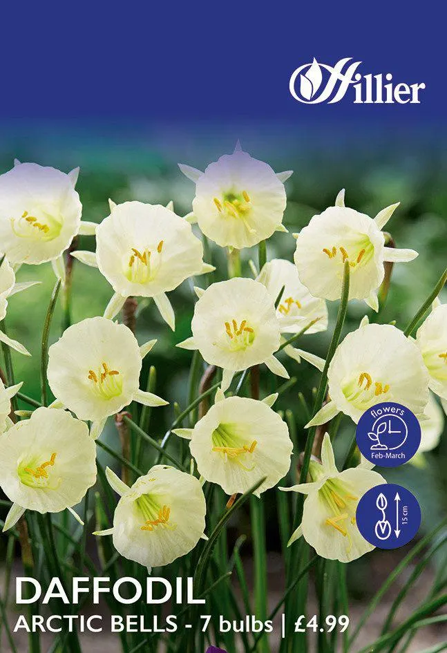 Daffodil Bulbs Arctic Bells