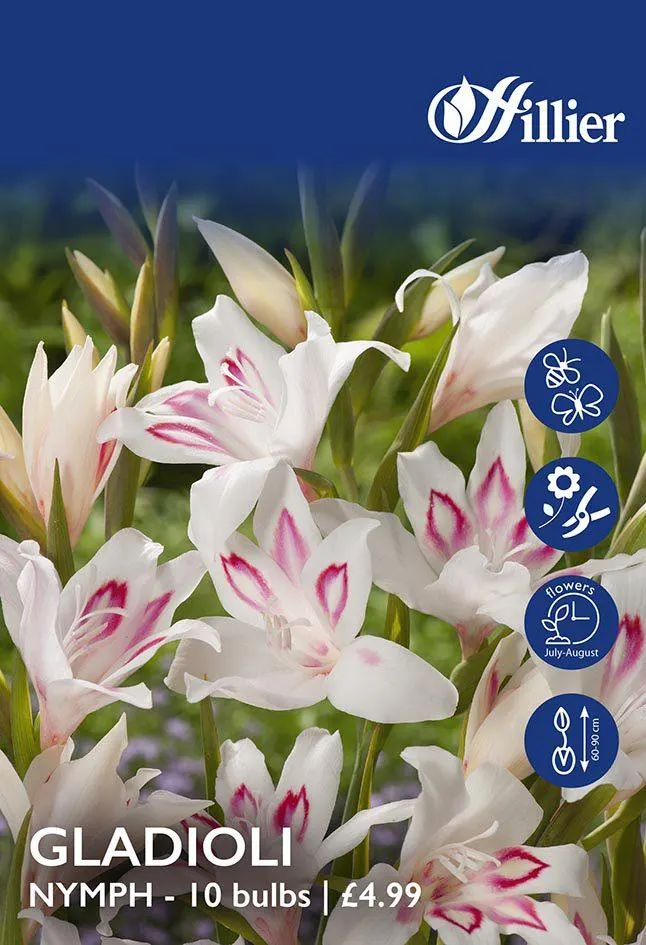 Gladioli Nanus Nymph Bulbs