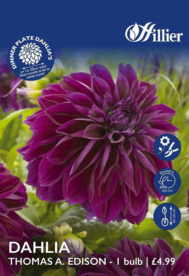 Dahlia Thomas A. Edison Tubers